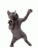 dancing-cat-53.gif