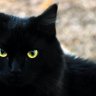 SinnerCat