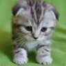 миксик