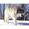 BLACK WOLF