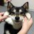 AcoTheShiba