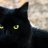 SinnerCat