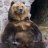 unsafe_bear