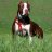 pitbull